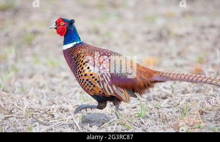 Gemeiner Fasan Phasianus colchicus fliegt hinter dem Weibchen über die Wiese, das beste Foto. Stockfoto