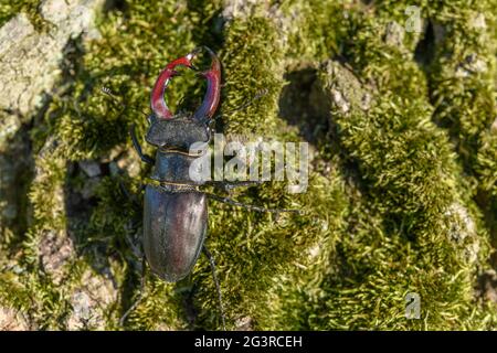 Im Frühjahr wird ein Käfer auf dem Stamm einer Eiche gepflanzt. Frankreich, Europa. Stockfoto