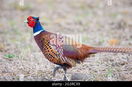 Gemeiner Fasan Phasianus colchicus fliegt hinter dem Weibchen über die Wiese, das beste Foto. Stockfoto