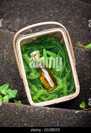 Kleine Flasche hausgemachten Hustensirup aus Tannenspitzen in einem Korb mit hellgrünen, jungen Kiefernknospen. Stockfoto