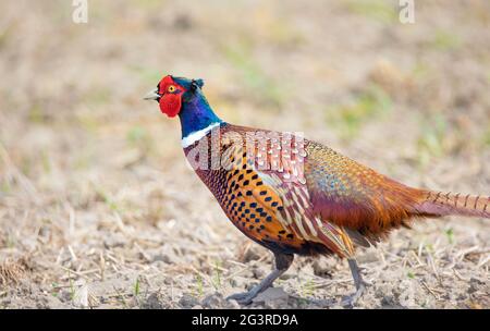 Gemeiner Fasan Phasianus colchicus fliegt hinter dem Weibchen über die Wiese, das beste Foto. Stockfoto