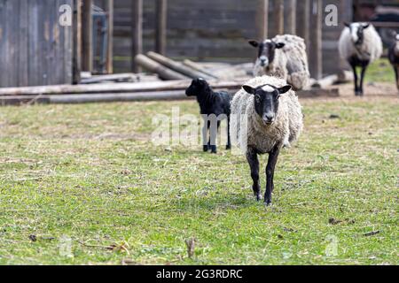 Mehrere Schafe auf einer Wiese im Hof eines landwirtschaftlichen, landwirtschaftlichen und landwirtschaftlichen Konzepts Stockfoto