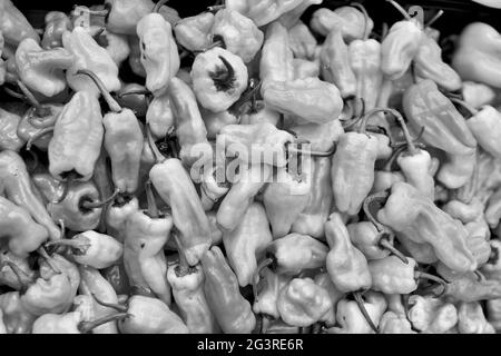 Gelbe und orange Habanero Chilischoten auf dem Markt. Ein fester Rahmen aus Paprika mit Stielen, diese Paprika sind extrem scharf und würzig. Stockfoto