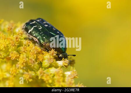 Golden glänzender Rosenkäfer auf einer Schafgarbe Stockfoto