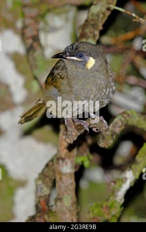 Lewins Honeyeater (Meliphaga lewinii lewinii) thront auf dem toten Zweig Lamington NP, Queensland, Australien Februar Stockfoto