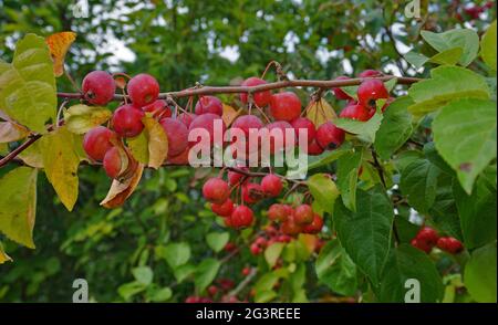 Crabapple, europäische Wildkatze, Krabbenäpfel Stockfoto