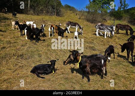 Ziegen und Esel auf der Alm, schwäbische alpen, deutschland Stockfoto