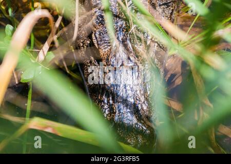 Yacare caiman (Caiman yacare) in Esteros del Ibera, Argentinien Stockfoto