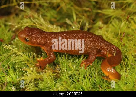 Nahaufnahme eines erwachsenen weiblichen raubhäutigen Newt, Taricha granulosa auf grünem Moos Stockfoto