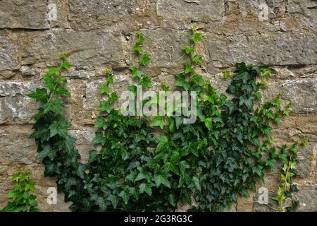 Ivy wächst an den Stadtmauern von rothenburg ob der tauber Stockfoto