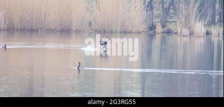 Tierwelt und Natur als Kormoran Phalacrocorax carbo kommt auf dem Wasser ans Land, das beste Foto. Stockfoto