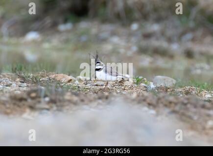 Charadrius dubius kleiner Ringelpfrover in natürlichem Lebensraum, das beste Foto. Stockfoto