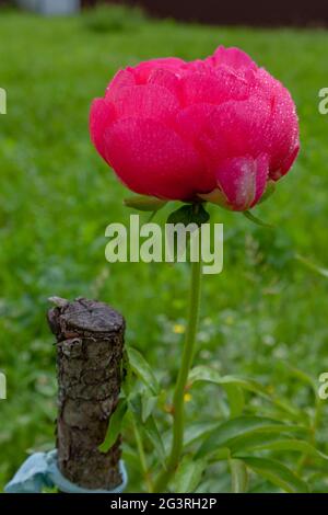 Große rosa Pfingstrose mit Tau-Tropfen bedeckt. Stockfoto