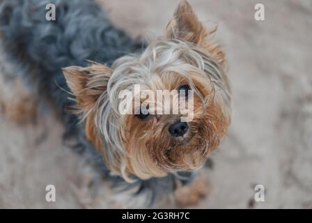 Porträt eines yorkshire Terrier am Strand auf der Suche nach dem Besitzer Stockfoto