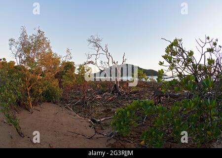 Ein felsiger Mangrovenstrand mit Inselhintergrund, der in den warmen Glanz des Sonnenaufgangs inmitten der Vegetation getaucht ist Stockfoto