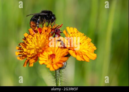 Pollen klebten auf dem Fell einer Rotschwanzhummel, bombus lapidarius, auf einer Pilosella aurantiaca, der wilden Blume des Teufels Stockfoto