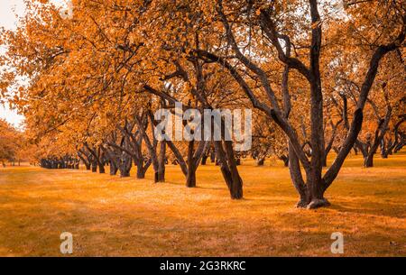 Herbst im Wald. Perspektive des Pfades im Herbstpark mit hellen herbstlichen Blättern auf der Straße im sonnigen Morgenlicht, Ton Stockfoto