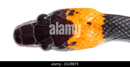 Waldflamesnake (Oxyrhopus petolaris) Orellana Provinz, Amazonaskuador. Nahaufnahme des Kopfes Stockfoto