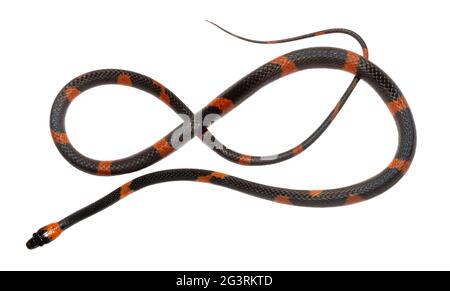 Waldflamesnake (Oxyrhopus petolaris) Orellana Provinz, Amazonaskuador Stockfoto