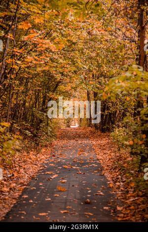 Herbst im Wald. Perspektive des Pfades im Herbstpark mit hellen herbstlichen Blättern auf der Straße im sonnigen Morgenlicht, Ton Stockfoto