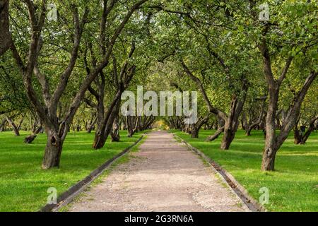Grüner Rasen im Stadtpark bei sonnigem Licht. Pfad und schöne Bäume im Park auf grünem Rasen. Sonnenlicht Hintergrund Kontra Stockfoto