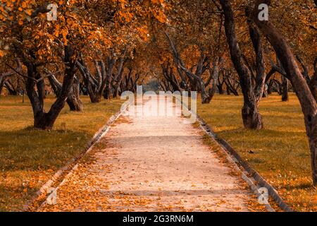 Herbst im Wald. Perspektive des Pfades im Herbstpark mit hellen herbstlichen Blättern auf der Straße im sonnigen Morgenlicht, Ton Stockfoto