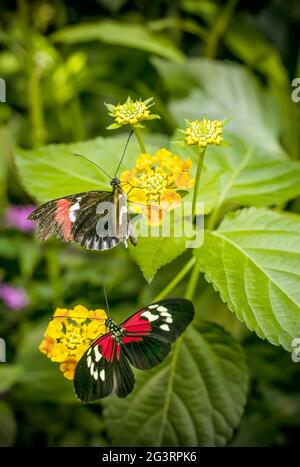 Butterfy auf Blumen Stockfoto