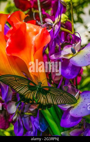 Butterfy auf Blumen Stockfoto