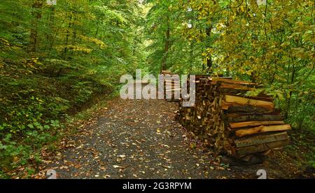 Herbstwald im oktober mit Holzstapel Stockfoto