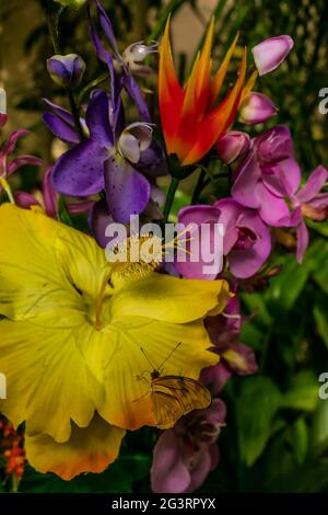 Butterfy auf Blumen Stockfoto