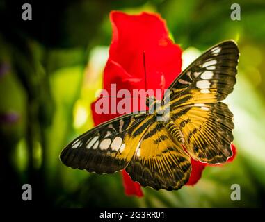 Butterfy auf Blumen Stockfoto