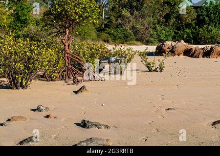 Salzwassermangroven wachsen an einem Sandstrand bei Ebbe Stockfoto