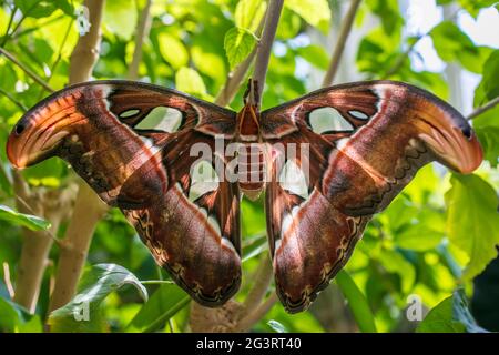 Schlangenkopf-Tarnung auf Atlasmotte (Attacus Atlas) Stockfoto