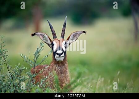 Eine Sable Antilope im afrikanischen Busch Stockfoto