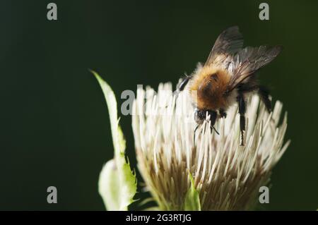 Bombus hypnorum Baumhummel über die Blüte Stockfoto