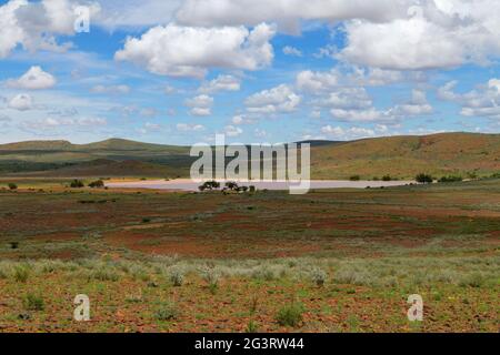 Ackerland an der Straße C14 südlich von Maltahöhe: Ein wassergefüllter Staudamm, Regenzeit, Hardap Region, Namibia Stockfoto