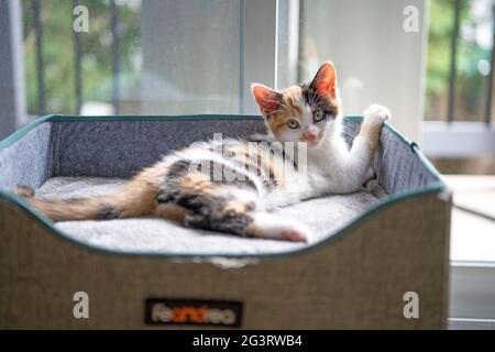 Entzückendes Calico Kätzchen, das sich in der Sonne auf einem grauen Würfel ausstreckte. Porträt eines Kittys, der die Kamera anschaut. Stockfoto