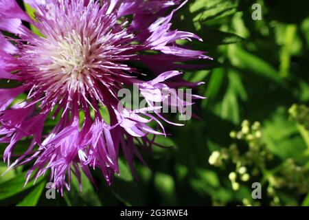 Persische Kornblume oder Weißwasch Kornblume (Centaurea dealbata) - Blume in Nahaufnahme Stockfoto