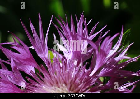 Persische Kornblume oder Weißwasch Kornblume (Centaurea dealbata) - Blume in Nahaufnahme Stockfoto