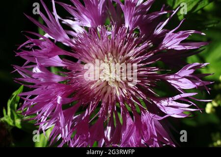 Persische Kornblume oder Weißwasch Kornblume (Centaurea dealbata) - Blume in Nahaufnahme Stockfoto