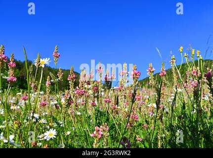 Blumenwiese mit Espasrettes Stockfoto