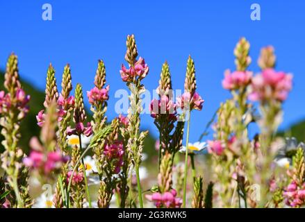 Blumenwiese mit Espasrettes Stockfoto