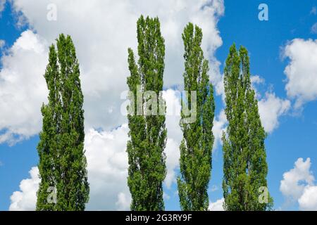 lombardische Pappel (Populus nigra var. italica, Populus nigra 'Italica', Populus italica, Populus nigra italica), vier große Pappeln im Frühjahr mit Stockfoto