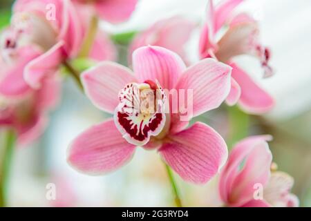 Purpurne Orchideenblüte phalaenopsis, phalaenopsis oder falah. Purpurrote panaenopsis Blüten auf der rechten Seite. Bekannt als Schmetterlingsorchideen. Stockfoto