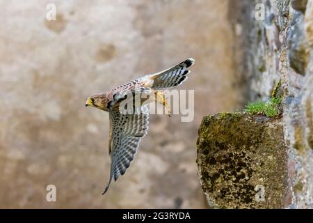 Europäischer Turmfalke, Eurasischer Turmfalke, alter Turmfalke, gewöhnlicher Turmfalke (Falco tinnunculus), im Flug, Deutschland, Rheinland-Pfalz Stockfoto