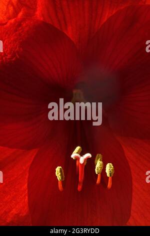 amaryllis (Hippeastrum-Braut), Nahaufnahme einer Blume Stockfoto