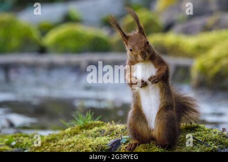 Europäisches Rothörnchen, Eurasisches Rothörnchen (Sciurus vulgaris), auf Hinterbeinen stehend, Schweiz, Sankt Gallen Stockfoto