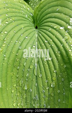 Kochelilie (Hosta fortunei), Regentropfen, die von einem dekorativen Blatt tropfen Stockfoto