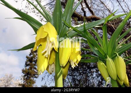 Kronenlilie (Fritillaria imperialis Lutea Maxima), Sorte Lutea Maxima Stockfoto