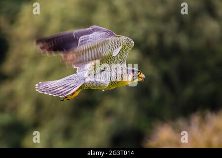Wanderfalke (Falco peregrinus), Männchen im Flug, Deutschland, Rheinland-Pfalz Stockfoto